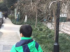-新湖明珠城