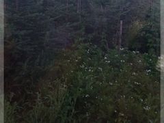 -御道口草原森林风景区