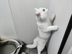 -东莞宠友24H宠物中心医院·转诊夜诊·异宠(新河北路院)