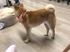 -柴迷FANS CLUB·柴犬狗咖·猫咖