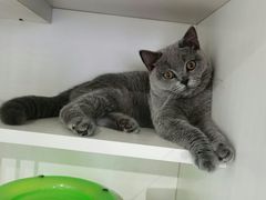 -东方名猫馆·英短金渐层布偶猫舍(环线广场1号楼店)