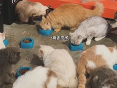 -more than meow吴止猫主题餐厅(承德 中船汇店)