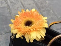 -桂林市花鸟市场