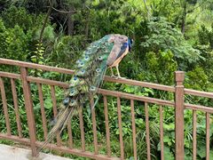 -西霞口神雕山野生动物世界