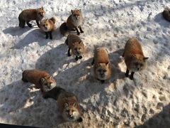 -宫城藏王狐狸村