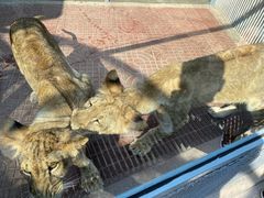 -西霞口神雕山野生动物世界