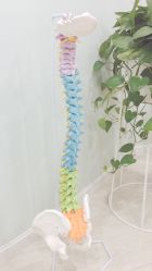 -至臻康妍健康管理中心
