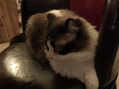 -名猫咖啡馆·撸猫·拼豆