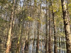 -桤木河湿地公园