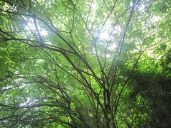 -商洛老君山旅游风景区