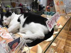 -猫的天空之城概念书店(杭州南宋御街店)