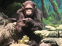 -国家自然博物馆