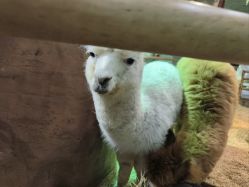 -Zoolung Zoolung动物主题公园(海信广场店)