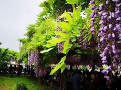 -嘉定紫藤园