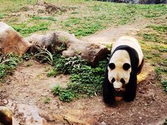 -都江堰中华大熊猫苑