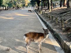 -奈良公园