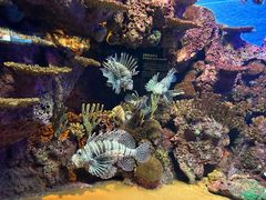 -上海海洋水族馆