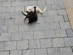 -圣心大教堂