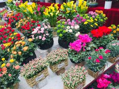 -秦美花卉(天朗·莱茵小城2期店)