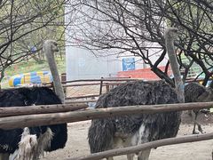 -秀丽东方
