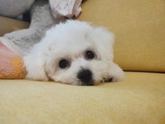 -翊宠yipet猫狗购宠庄园犬舍•猫舍