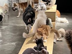 -more than meow吴止猫主题餐厅(承德 中船汇店)