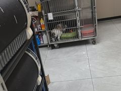 -安安宠医宠物医院·异宠·犬猫内科(岳阳分院)