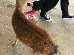 -鹿境梅花鹿生态园区