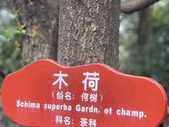-香雪海