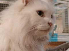 -猫小院猫主题咖啡厅(北锣店)