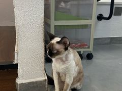 -琪喵猫屋·撸猫猫咖·猫舍
