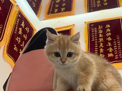 -小伙伴宠物医院•急重症转诊中心·老年专科·犬猫全科(北大街总院)