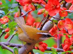 -成都大熊猫繁育研究基地-熊猫厨房