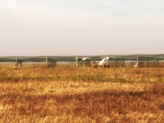 -盐城丹顶鹤湿地生态旅游区