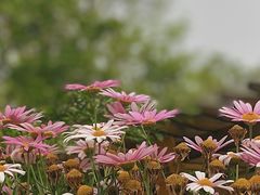 -鹅湖玫瑰文化园
