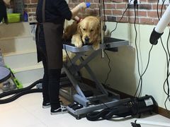 -Oh My Dog宠物沙龙(伊珊娜皮毛护理店)