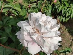 -长春公园(普阳街道)