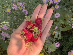 -海南鉴湖蓝湾高尔夫球会