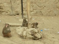 -王顺山国家森林公园