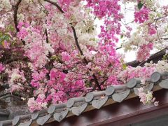 -深圳国际园林花卉博览园