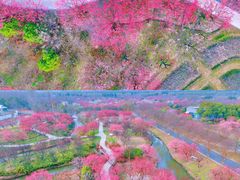 -花开海上生态园