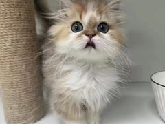 -十月米努特矮脚猫舍