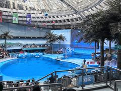 -海合安成都极地海洋公园