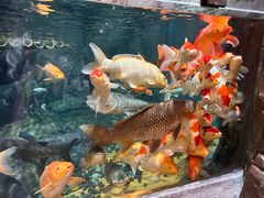 -上海海洋水族馆