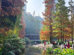 -重庆彩云湖湿地公园