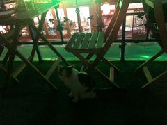 -Sirena海妖日咖夜酒