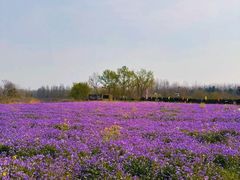 -合肥滨湖国家森林公园