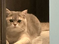 -欣宠猫屋·矮脚拿破仑·蓝金金渐层