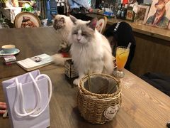 -共舞时光猫咖·狗咖(新街口店)