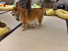 -逗柴咖啡屋·狗咖猫咖宠物桌游